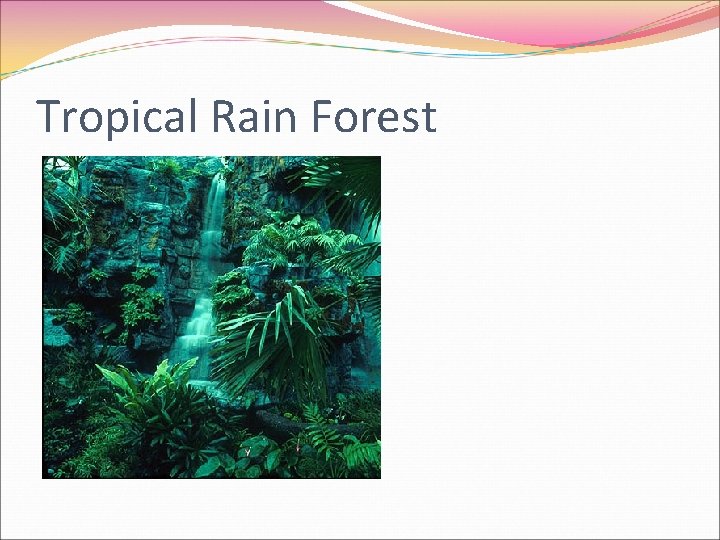 Tropical Rain Forest 