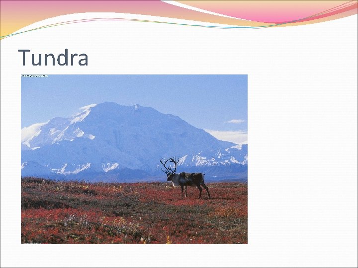Tundra 