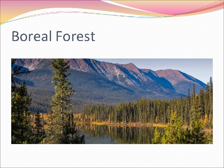 Boreal Forest 