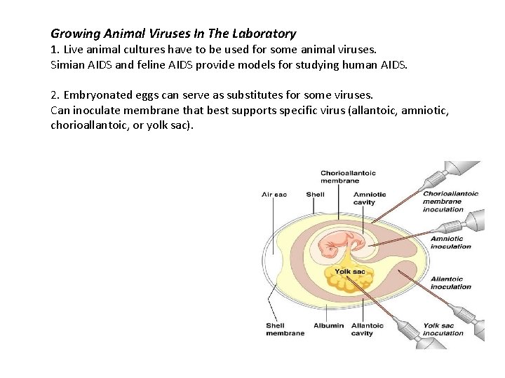 Growing Animal Viruses In The Laboratory 1. Live animal cultures have to be used