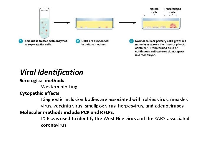 Viral Identification Serological methods Western blotting Cytopathic effects Diagnostic inclusion bodies are associated with