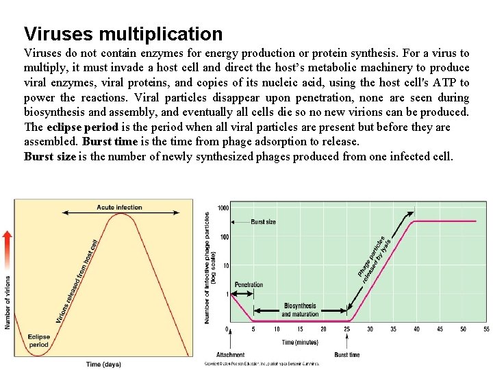 Viruses multiplication Viruses do not contain enzymes for energy production or protein synthesis. For