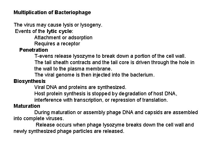 Multiplication of Bacteriophage The virus may cause lysis or lysogeny. Events of the lytic