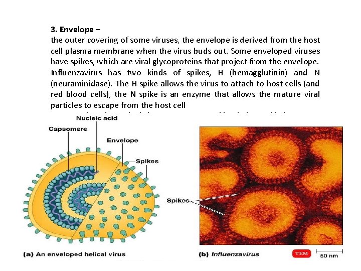 3. Envelope – the outer covering of some viruses, the envelope is derived from