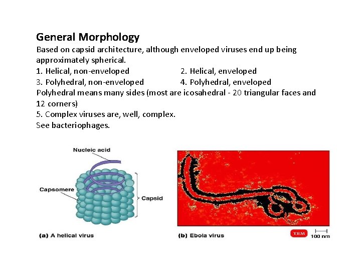 General Morphology Based on capsid architecture, although enveloped viruses end up being approximately spherical.