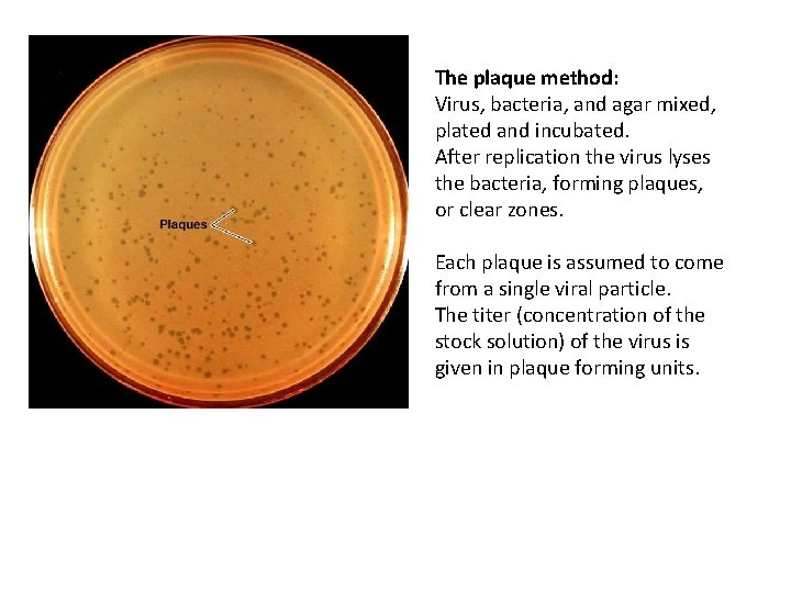 The plaque method: Virus, bacteria, and agar mixed, plated and incubated. After replication the