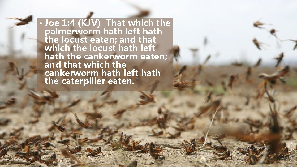  • Joe 1: 4 (KJV) That which the palmerworm hath left hath the