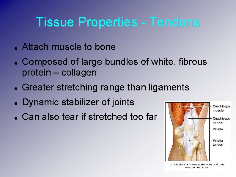 Tissue Properties - Tendons Attach muscle to bone Composed of large bundles of white,