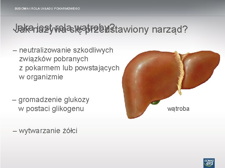 BUDOWA I ROLA UKŁADU POKARMOWEGO Jaka jest rolasię wątroby? Jak nazywa przedstawiony narząd? –