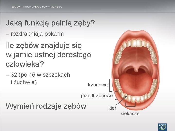 BUDOWA I ROLA UKŁADU POKARMOWEGO Jaką funkcję pełnią zęby? – rozdrabniają pokarm Ile zębów