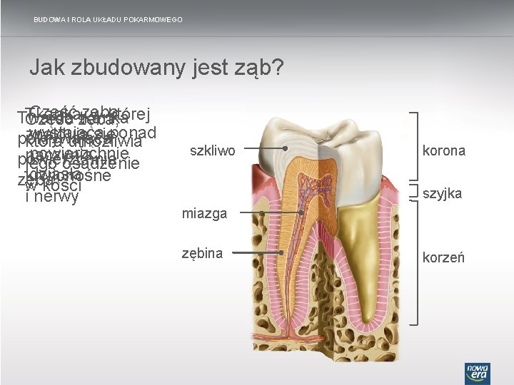 BUDOWA I ROLA UKŁADU POKARMOWEGO Jak zbudowany jest ząb? Część zęba, zęba Tkanka, w