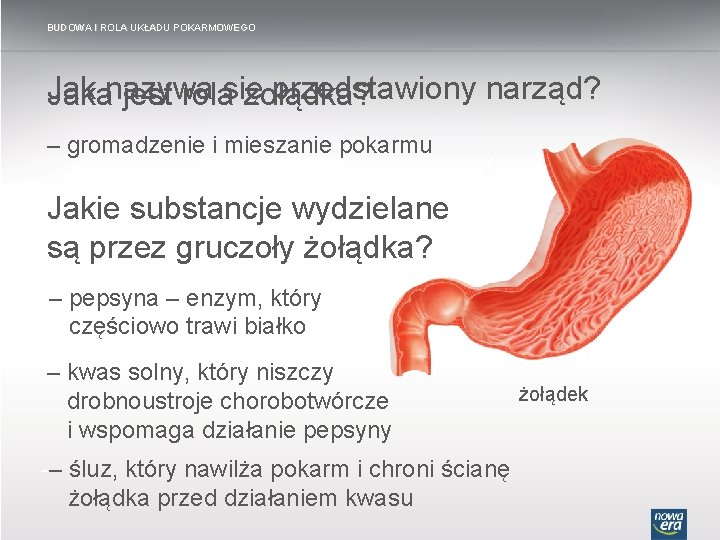 BUDOWA I ROLA UKŁADU POKARMOWEGO Jak nazywa przedstawiony narząd? Jaka jest rolasię żołądka? –