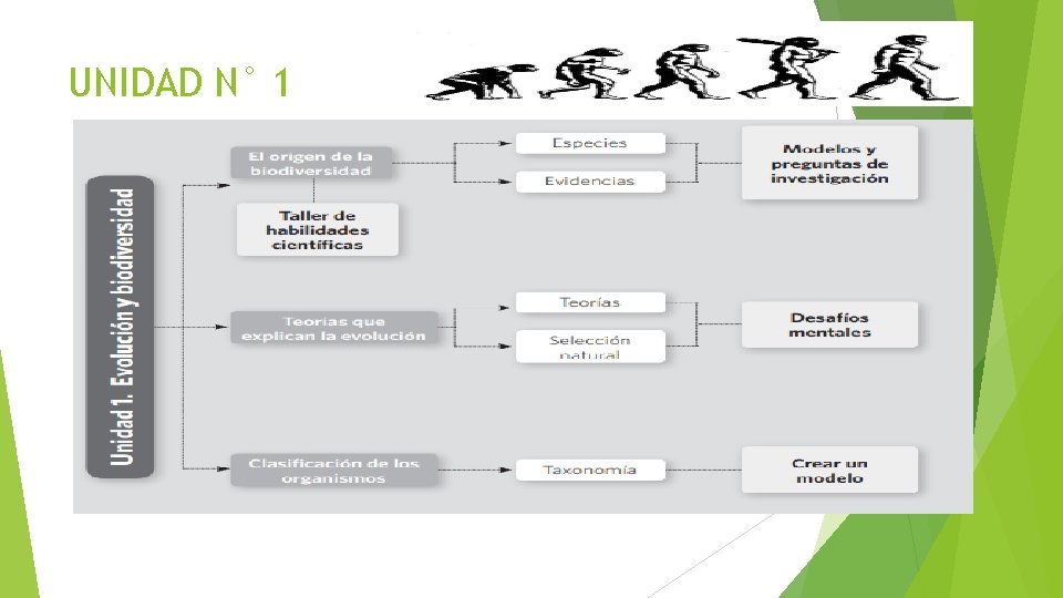 UNIDAD N° 1 