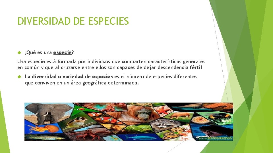 DIVERSIDAD DE ESPECIES ¿Qué es una especie? Una especie está formada por individuos que
