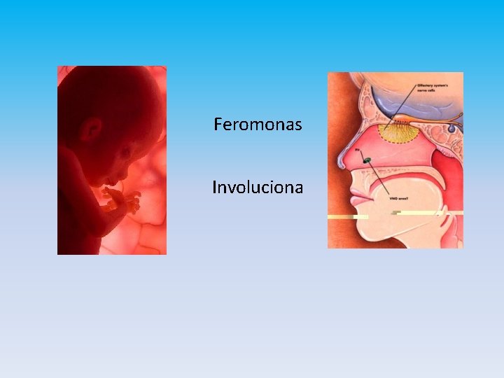 Feromonas Involuciona 