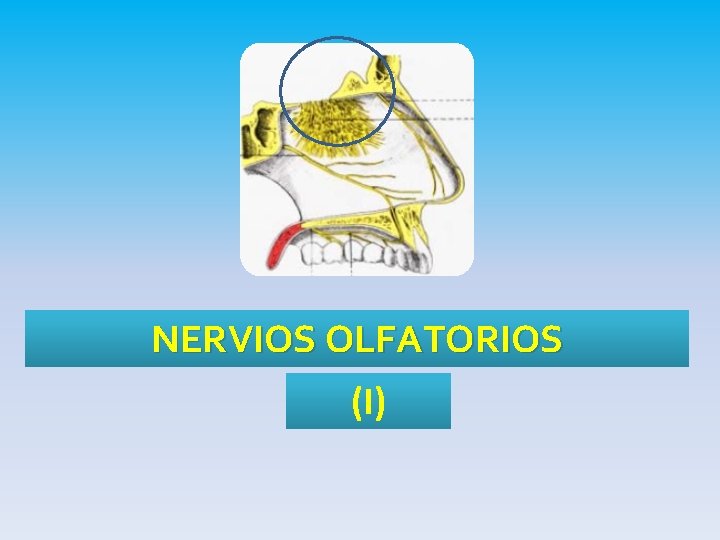 NERVIOS OLFATORIOS (I) 