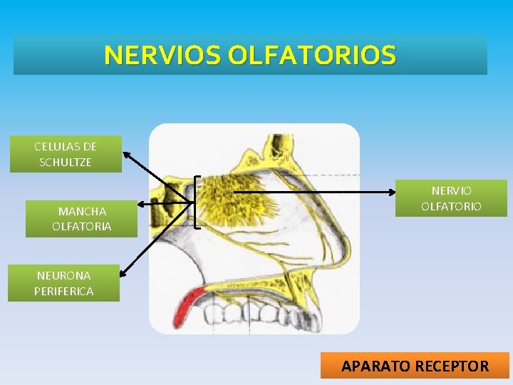 NERVIOS OLFATORIOS CELULAS DE SCHULTZE MANCHA OLFATORIA NERVIO OLFATORIO NEURONA PERIFERICA APARATO RECEPTOR 