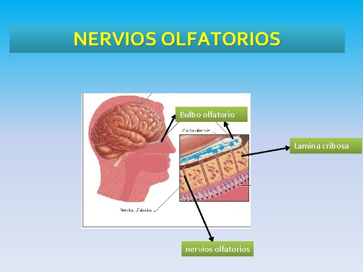 NERVIOS OLFATORIOS Bulbo olfatorio Lamina cribosa nervios olfatorios 
