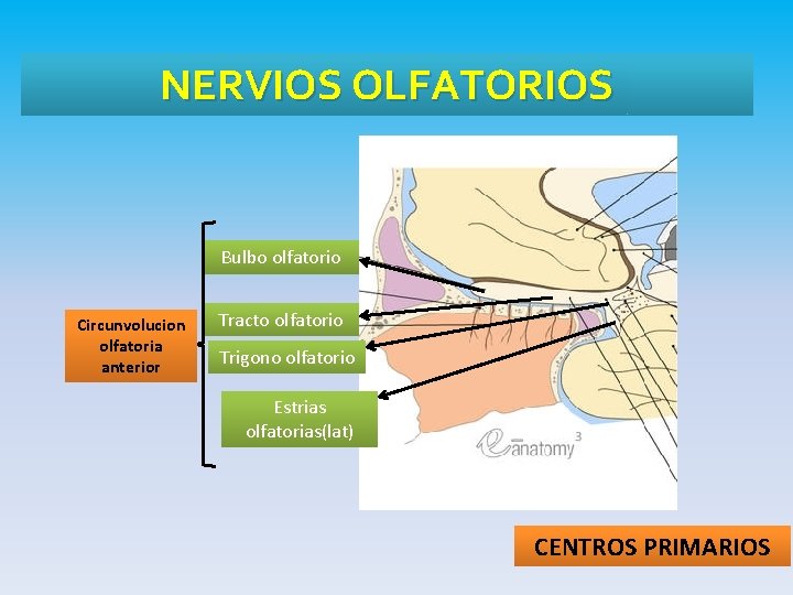 NERVIOS OLFATORIOS Bulbo olfatorio Circunvolucion olfatoria anterior Tracto olfatorio Trigono olfatorio Estrias olfatorias(lat) CENTROS