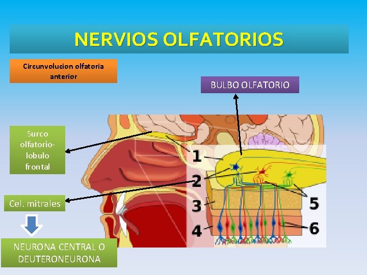 NERVIOS OLFATORIOS Circunvolucion olfatoria anterior Surco olfatoriolobulo frontal Cel. mitrales NEURONA CENTRAL O DEUTERONEURONA