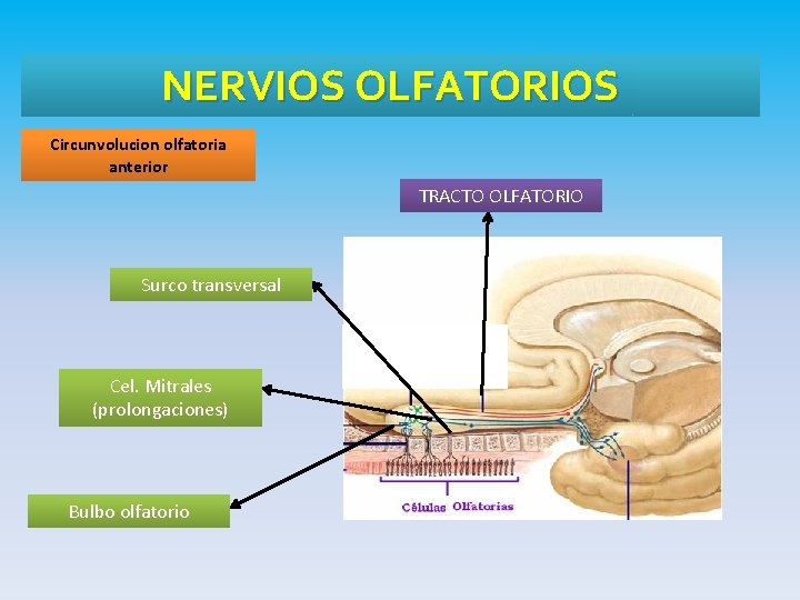 NERVIOS OLFATORIOS Circunvolucion olfatoria anterior TRACTO OLFATORIO Surco transversal Cel. Mitrales (prolongaciones) Bulbo olfatorio