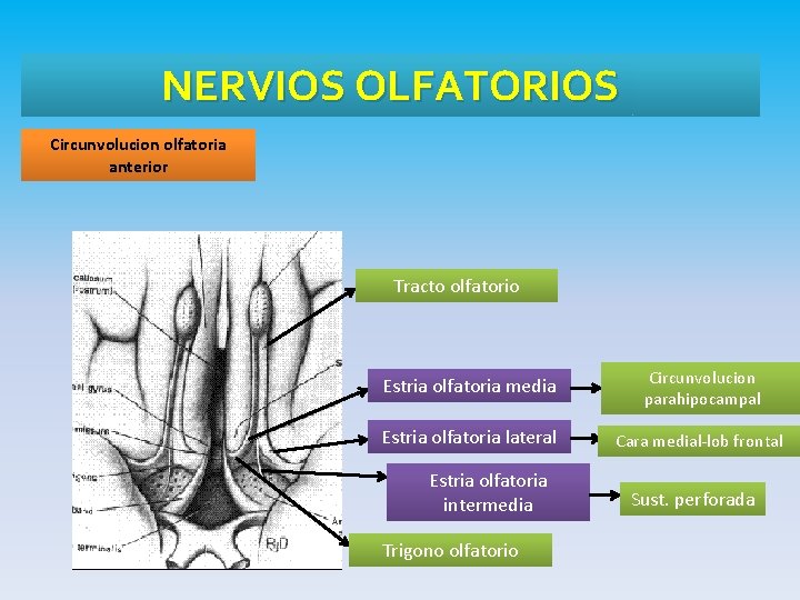 NERVIOS OLFATORIOS Circunvolucion olfatoria anterior Tracto olfatorio Estria olfatoria media Circunvolucion parahipocampal Estria olfatoria