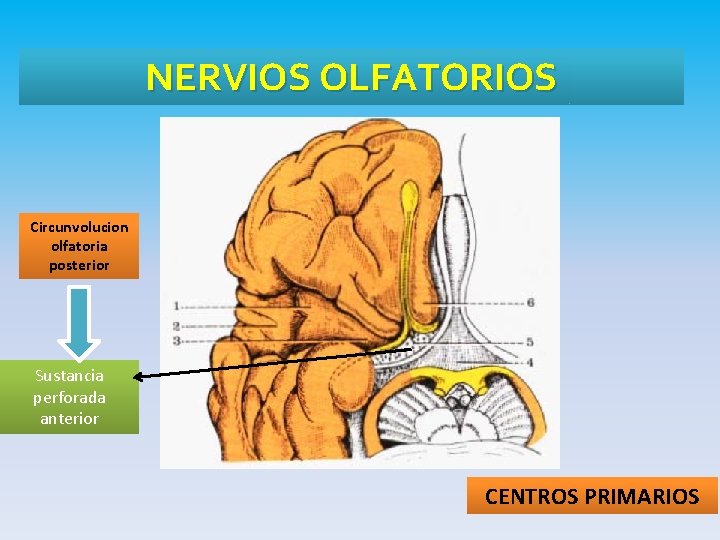 NERVIOS OLFATORIOS Circunvolucion olfatoria posterior Sustancia perforada anterior CENTROS PRIMARIOS 