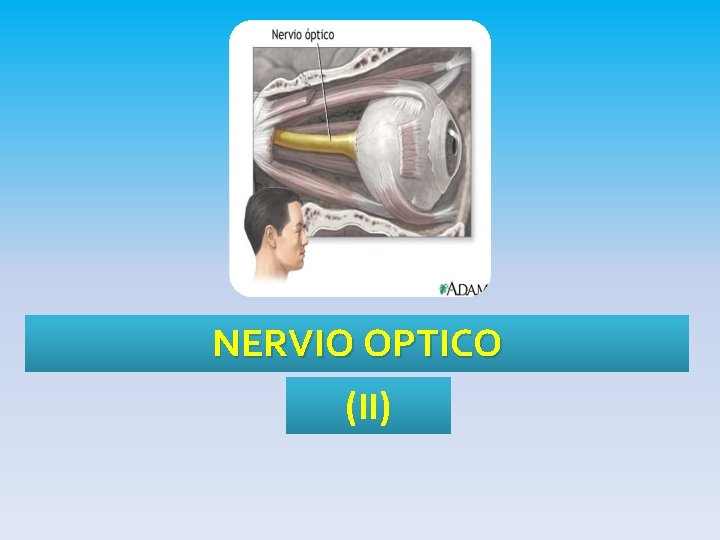 NERVIO OPTICO (II) 