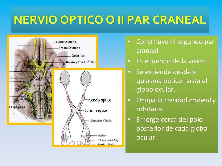 NERVIO OPTICO O II PAR CRANEAL • Constituye el segundo par craneal. • Es