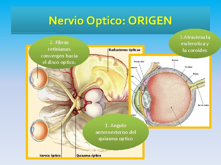 Nervio Optico: ORIGEN 3. Atraviesa la esclerotica y la coroides 2. Fibras retinianas convergen