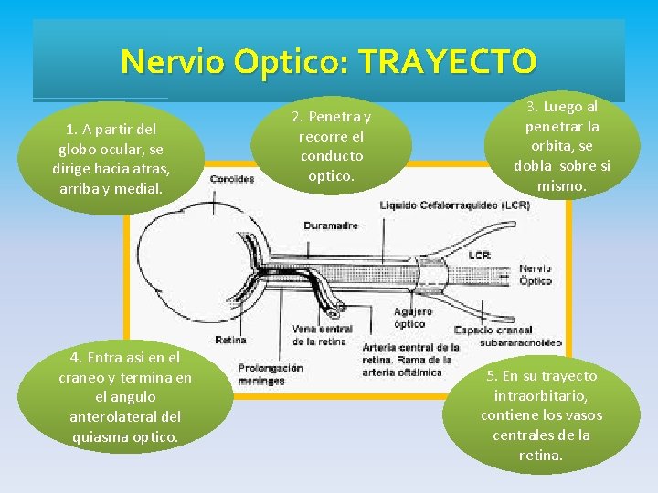 Nervio Optico: TRAYECTO 1. A partir del globo ocular, se dirige hacia atras, arriba