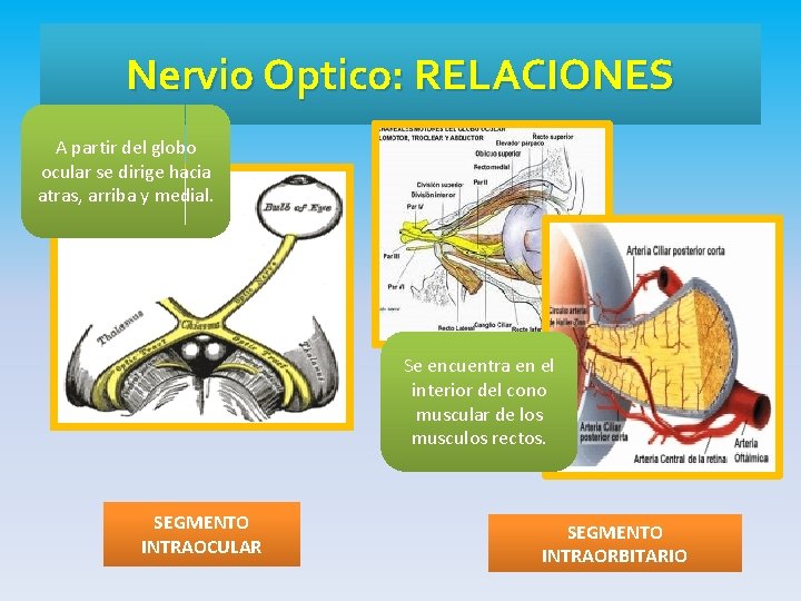 Nervio Optico: RELACIONES A partir del globo ocular se dirige hacia atras, arriba y