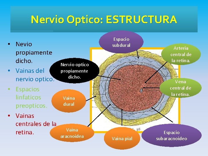 Nervio Optico: ESTRUCTURA • Nevio propiamente dicho. • Vainas del nervio optico. • Espacios