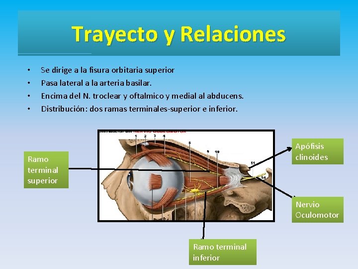 Trayecto y Relaciones • • Se dirige a la fisura orbitaria superior Pasa lateral