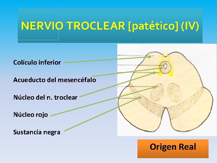 NERVIO TROCLEAR [patético] (IV) Colículo inferior Acueducto del mesencéfalo Núcleo del n. troclear Núcleo