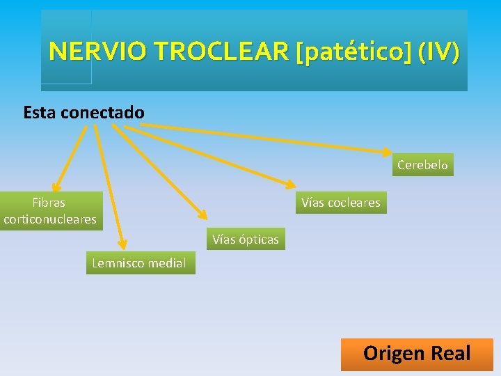 NERVIO TROCLEAR [patético] (IV) Esta conectado Cerebelo Fibras corticonucleares Vías cocleares Vías ópticas Lemnisco