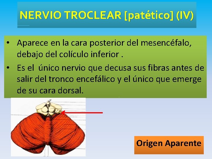 NERVIO TROCLEAR [patético] (IV) • Aparece en la cara posterior del mesencéfalo, debajo del