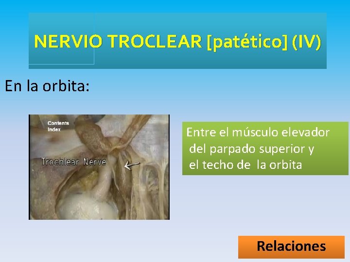 NERVIO TROCLEAR [patético] (IV) En la orbita: Entre el músculo elevador del parpado superior