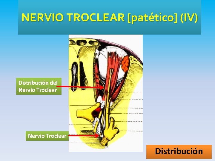 NERVIO TROCLEAR [patético] (IV) Distribución del Nervio Troclear Distribución 