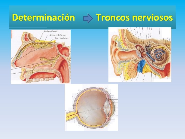 Determinación Troncos nerviosos 