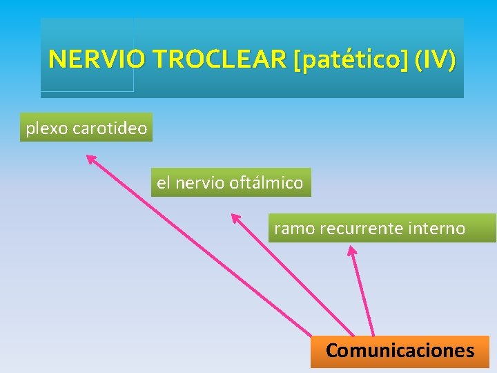 NERVIO TROCLEAR [patético] (IV) plexo carotideo el nervio oftálmico ramo recurrente interno Comunicaciones 