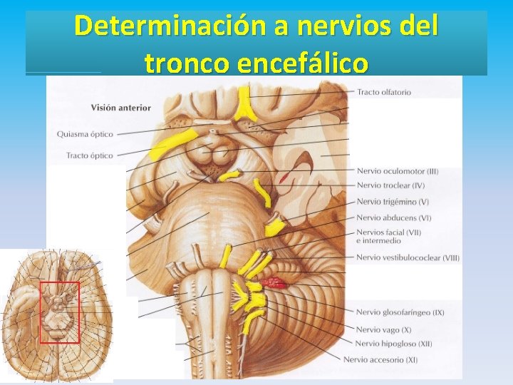 Determinación a nervios del tronco encefálico 