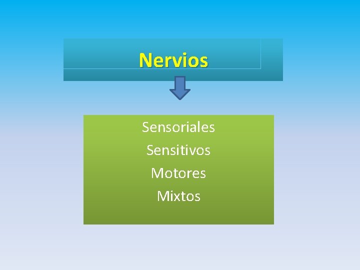 Nervios Sensoriales Sensitivos Motores Mixtos 