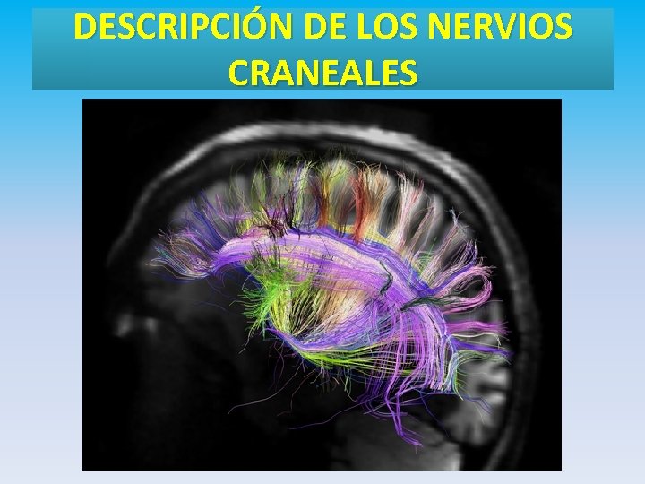 DESCRIPCIÓN DE LOS NERVIOS CRANEALES 