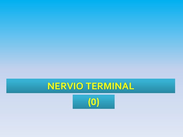 NERVIO TERMINAL (0) 