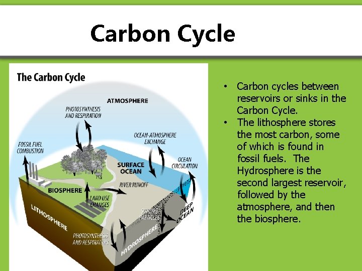 Carbon Cycle • Carbon cycles between reservoirs or sinks in the Carbon Cycle. •