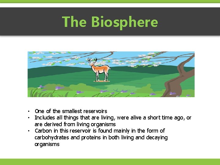 The Biosphere • One of the smallest reservoirs • Includes all things that are