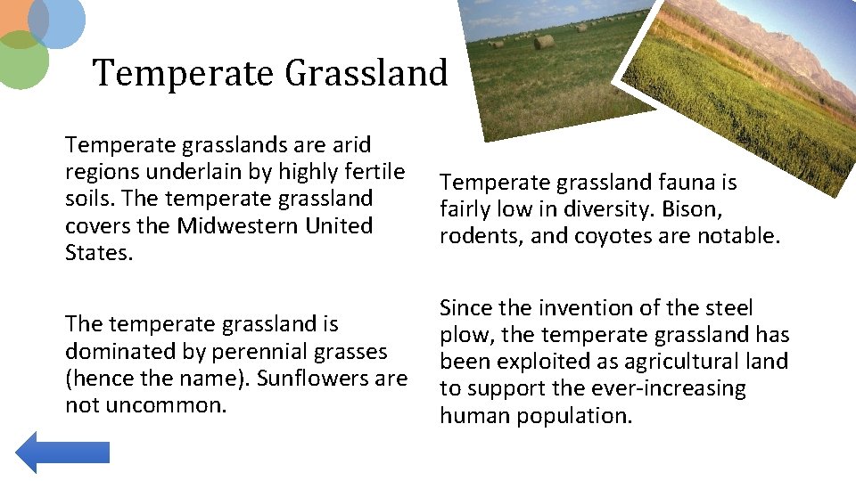 Temperate Grassland Temperate grasslands are arid regions underlain by highly fertile soils. The temperate