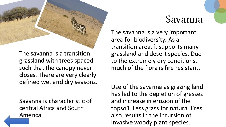 Savanna The savanna is a transition grassland with trees spaced such that the canopy