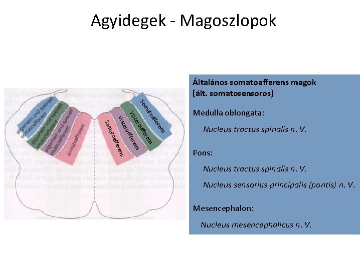 Agyidegek - Magoszlopok Általános somatoafferens magok (ált. somatosensoros) ma So ren ffe s Nucleus